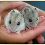 Pet Hamster Care: The Complete Guide