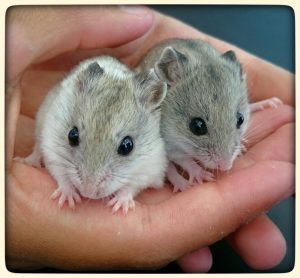 Pet Hamster Care: The Complete Guide