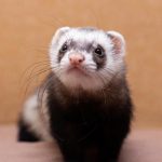 ferret care
