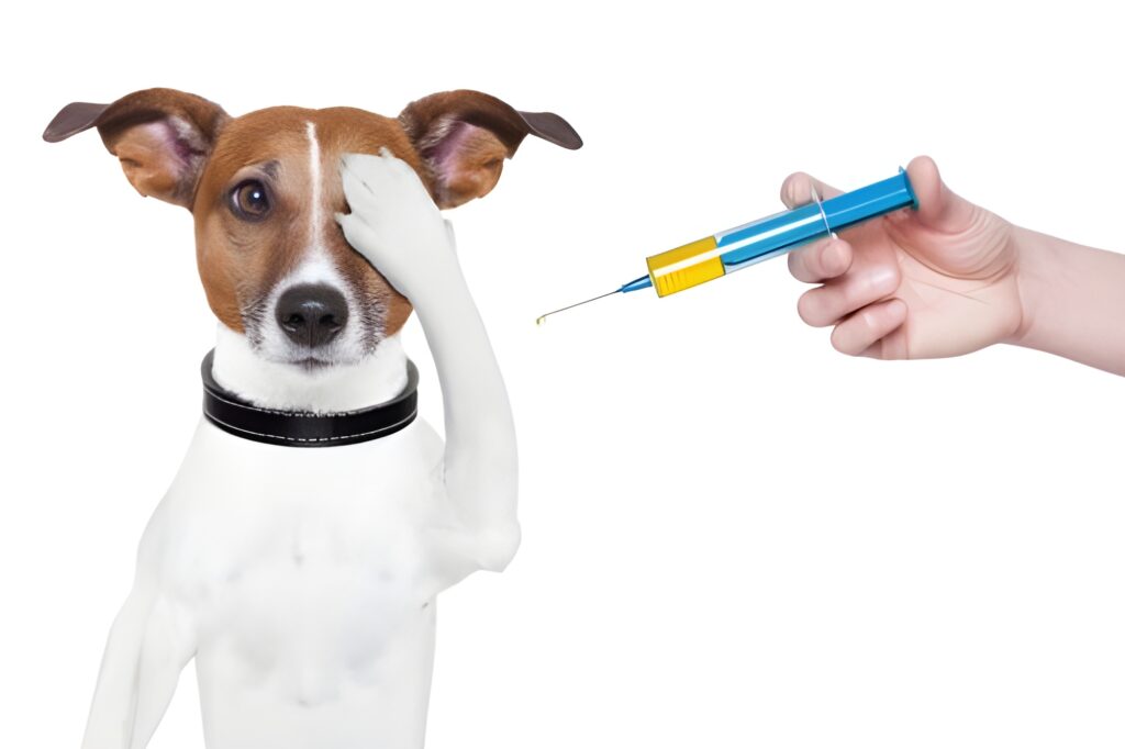 Vaksinasi Anjing: Perlindungan dari Rabies dan Penyakit Musiman