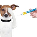 Vaksinasi Anjing: Perlindungan dari Rabies dan Penyakit Musiman