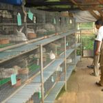 Memilih Kandang Kelinci yang Ideal untuk Iklim Tropis Indonesia