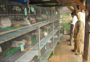 Memilih Kandang Kelinci yang Ideal untuk Iklim Tropis Indonesia