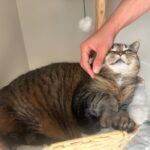 Obesitas pada Kucing Peliharaan: Penyebab, Risiko Kesehatan, dan Cara Mengatur Pola Makannya