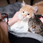 Cara Menjaga Kesehatan Mental Kucing di Hunian Perkotaan