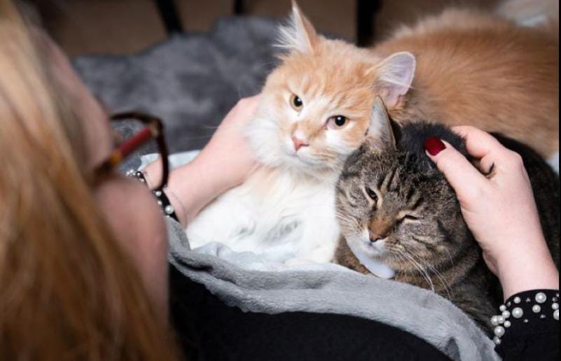Cara Menjaga Kesehatan Mental Kucing di Hunian Perkotaan