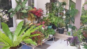 Tanaman Hias yang Tidak Hanya Mempercantik Rumah, Tapi Juga Menjernihkan Udara