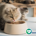 Tips Memilih Bahan Makanan Kucing yang Aman dan Bergizi