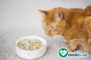 Cara Membuat Makanan Kucing dengan Slow Cooker: Praktis dan Bergizi